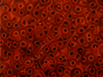 Mahogany Peacock